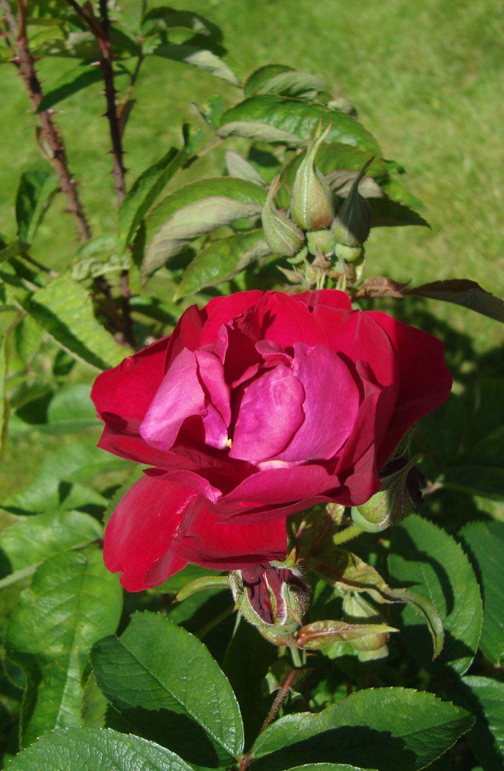 Rose garden Kretsloppshuset