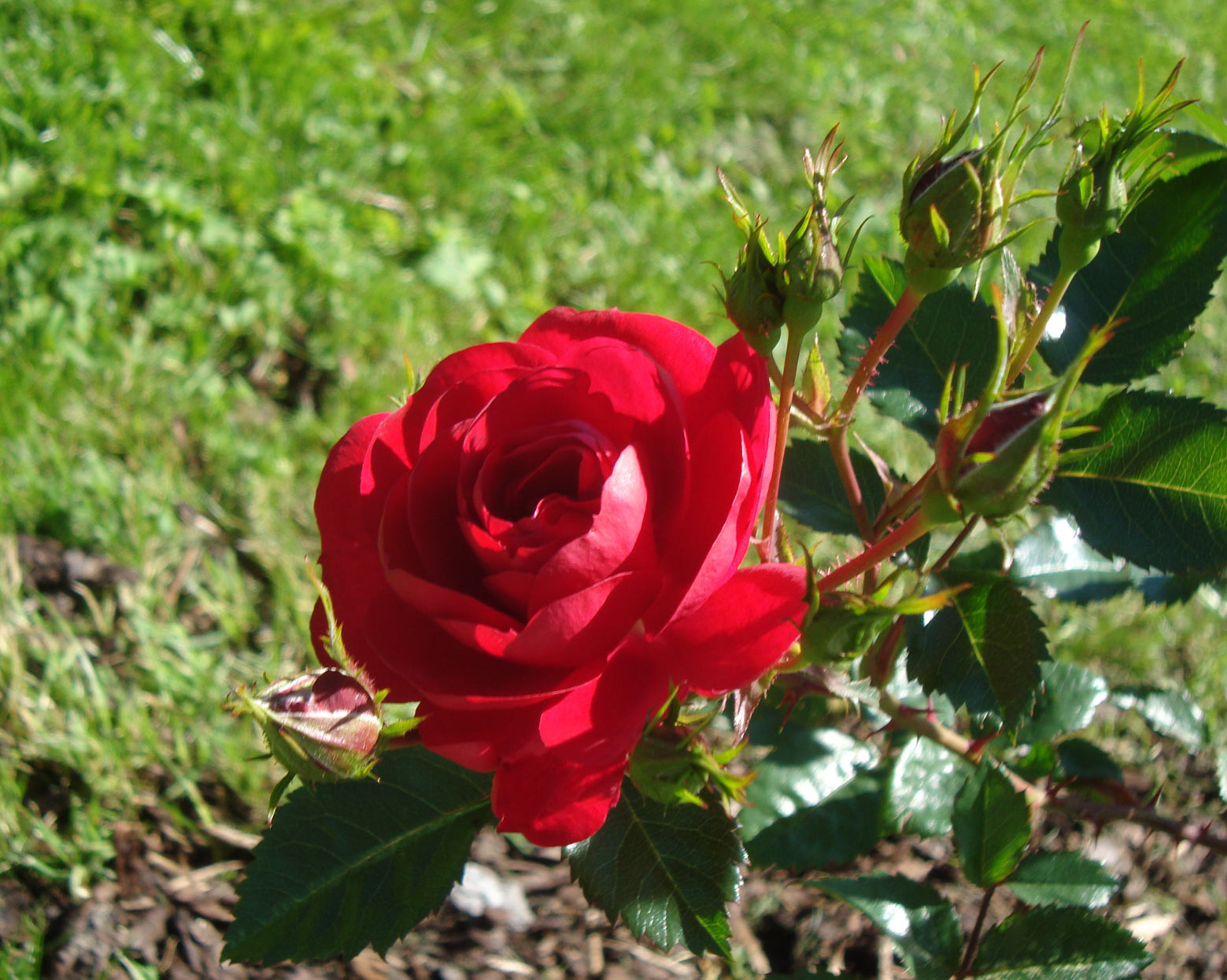 Rose garden Kretsloppshuset