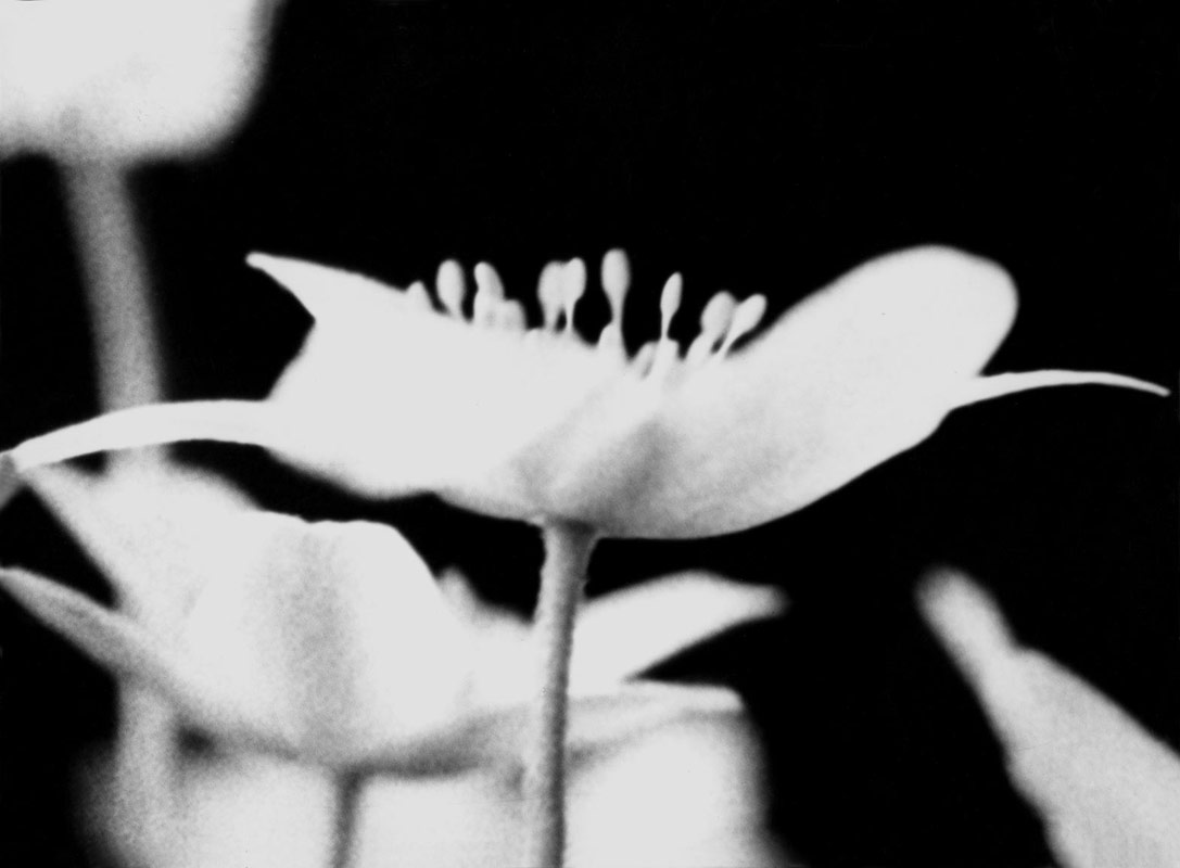 Anemone nemorosa, bw foto, 1972